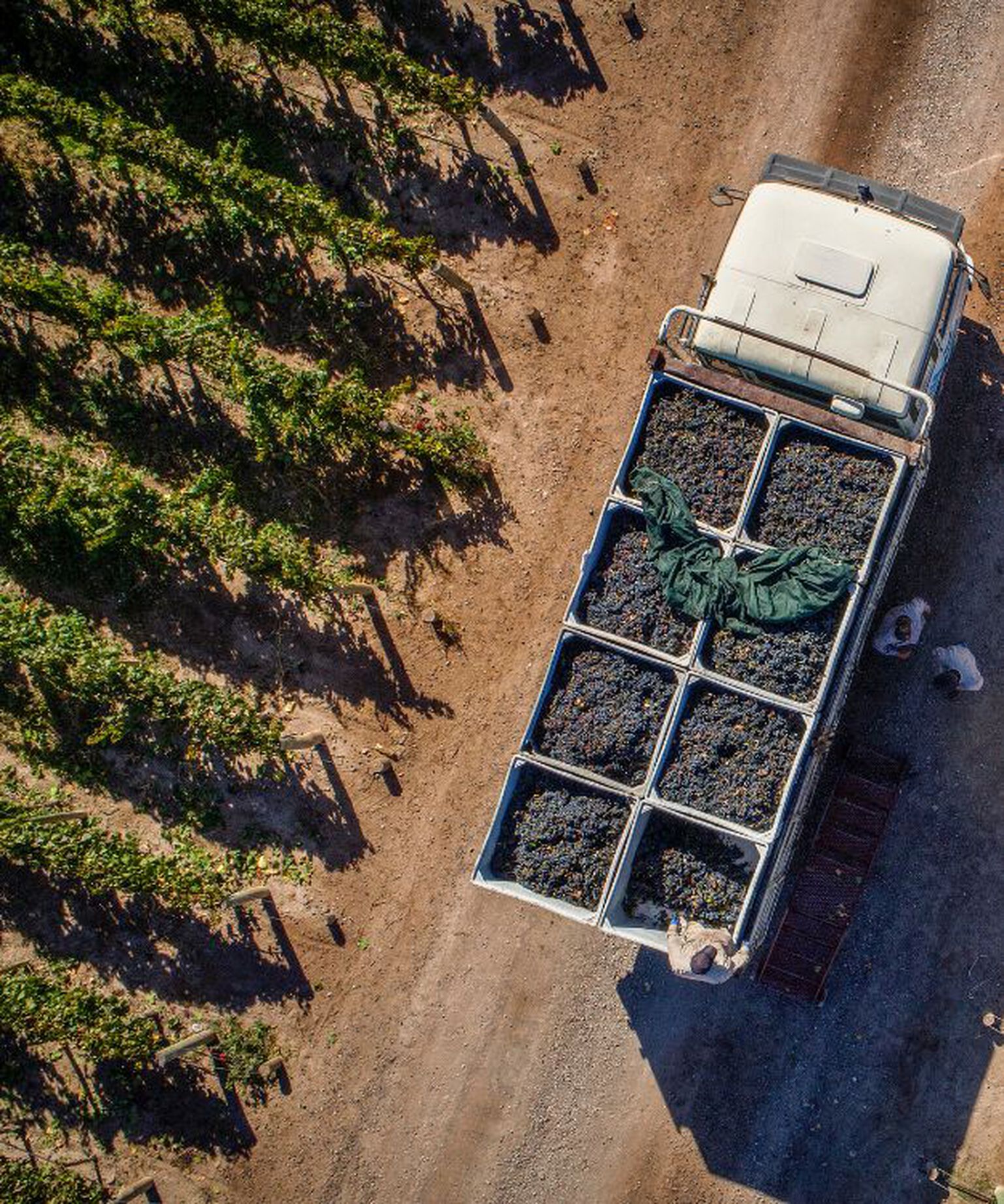 Image of a truck collecting grapes